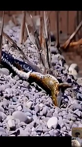Snake Vs Frog #fypシ゚viralシ #animal #wildlife #snake Snakes Adventures | Animalslovers