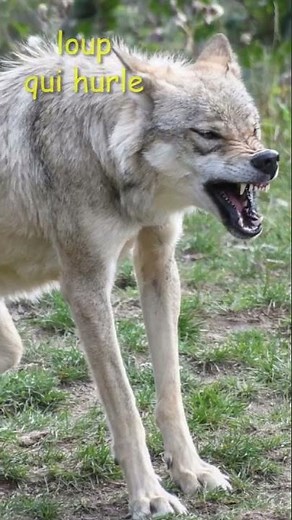 Cri du Loup🐺