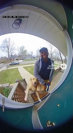 The Delivery Driver Who Brings His Dog #funnydogs #ringcamera #caughtoncamara