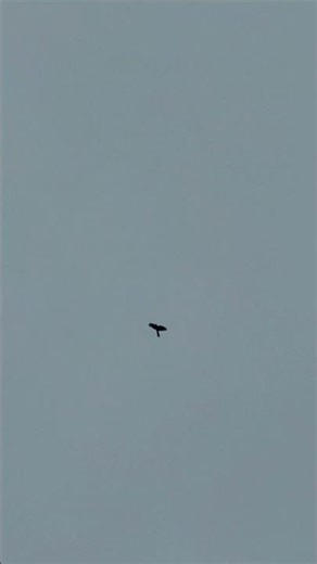 WILD SPARROWHAWK (FT. ANNOYING GULL!)