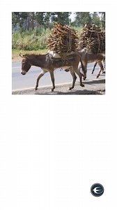 A trigger in a situation is an event, action, or circumstance that provokes a significant reaction, often emotional or behavioral, from an individual. Triggers can vary widely from person to person and may include specific words, environments, sounds, or experiences that remind someone of past trauma or stress. For example, a loud noise might trigger anxiety in someone who has experienced a traumatic event involving loud sounds. Triggers are important to recognize because they can help in unders