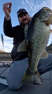 36K views · 445 reactions | The Stroll Shad has quickly become our...