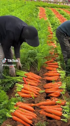 Harvesting Carrots: A Step-by-Step Guide