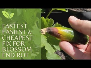 Blossom End Rot - Quick Fix