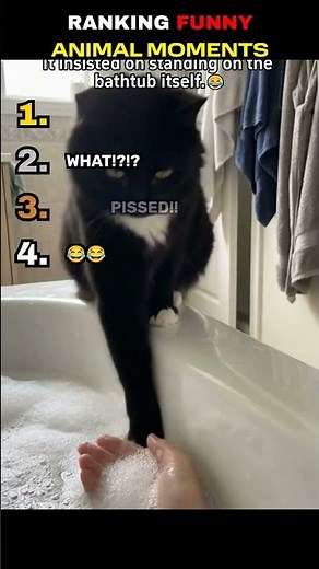 Try Not To Laugh At These Animal Moments #funny #compilation