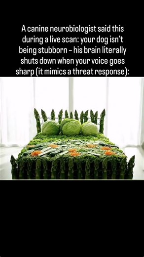 Ivan Sergeev on Instagram: "1. I thought raising my voice helped set boundaries. Turns out, it scrambles comprehension. She showed me a brain scan of a dog hearing the same command in calm vs. angry tone. In calm voice: auditory cortex lights up. In angry tone: stress centers flood the brain, and the processing shuts off. It’s not disobedience. It’s neural freeze. 2. She said, “Dogs don’t understand tone as mood – they read it as danger or safety.” That means when you yell "Come here!", their bo