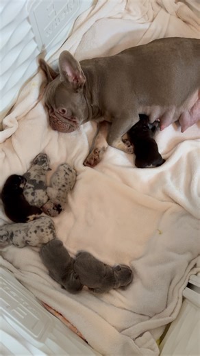 🐾 Country Club Frenchies 🐾 | Two days ago, we welcomed these seven gorgeous babies into the world via C-section, and I still catch myself stopping just to watch them... | Instagram