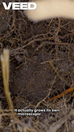 Meet Geobacter: Nature’s Living Battery 🔋