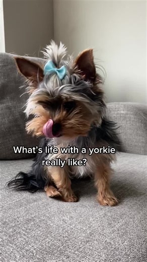 Adorable Yorkie Videos: Funny Moments and Cute Yorkie Life