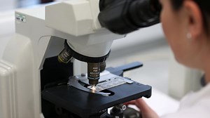 Removing single gene from fat tissue ‘tricks body into burning more calories’