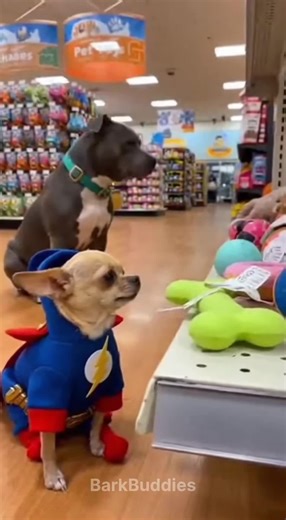 Hilarious Chihuahua Plays with Toy