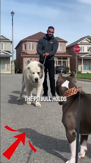 Alabai vs Pitbull 🐺 Who Wins Without Fighting? Real Alpha Dog Explained