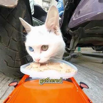 The boy uses a remote-controlled car to deliver food to stray little animals.