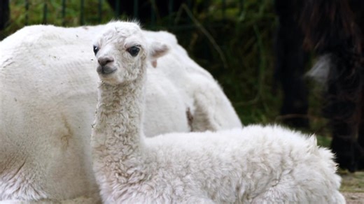 Leopard, Seebär & Co.: Kleine Wunder und große Abenteuer (201)