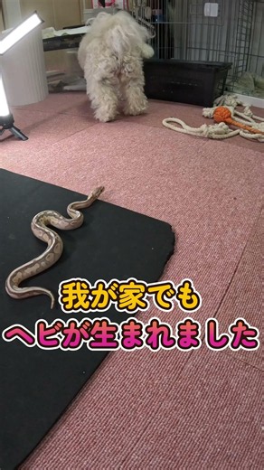 【梅桃ちゃんねる】ボールパイソンに狙われるビションフリーゼのモモとトイプードルのウメ #ヘビ♯ビションフリーゼ#トイプードル