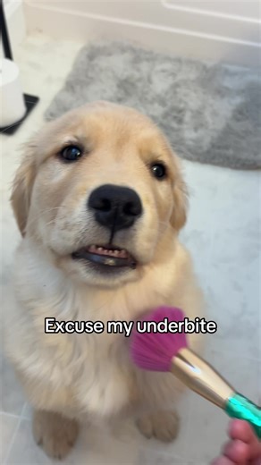 Mum making me even more beautiful #goldenretriever #goldenretrieverpuppy #puppy #dog #goldenretrieverlife