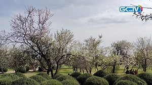The almond bloom in Badam Wari, located at the foothills of Koh-e-Maran hills, has given a heavenly touch to the garden, attracting a large number of local and non-local tourists. GK Web TV's Zubair Qureshi visited this garden today and spoke to some of the tourists. | Greater Kashmir