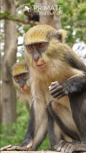 Campbell's Mona Monkeys in 34 seconds—Amazing communication skills!