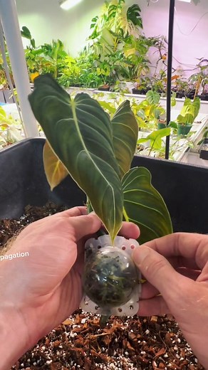 Propagation Balls: Final Results Revealed