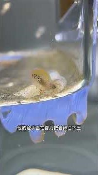 Blue-ring octopus was born in the animal world. Fantastic animals on . Blue-ring octopus