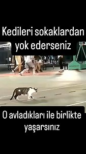 12K views · 4.3K reactions | #cat #cats #catsofinstagram #fyp #fypage #fy #gato #gatos #funnycat #catlover #baby #kedi #kediler #animals #catlovers #kitty #pişik #hayvanlaralemi #hayvanlar #kedilerindünyası #catstagram #petstagram #catoftheday #edits | Kedibordobereli | Facebook