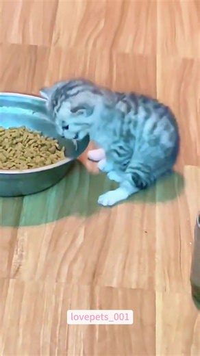 The Hilarious Sounds Cats Make While Eating