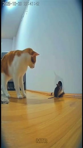 🐱 Cat vs Mouse Trap: The Unexpected Moment! 🐭