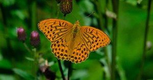 Le mystère (résolu) du battement d'ailes du papillon