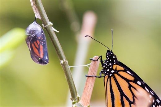 The secrets of metamorphosis revealed: The fascinating reasons behind why some animals transform and others stay the same | Discover Wildlife