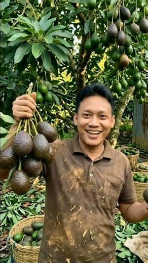 Delicious Avocado Fruit