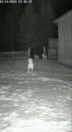 🐕‍🦺 Dog drives away a pack of wolves! 🐺❄️🛡️