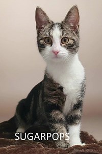 Les adoptés du 05 au 11 Janvier, cette semaine ce sont 14 chats 🐱 et 3 chiens 🐶 qui ont trouvé une famille.🧡 Un très grand merci aux adoptants pour nos loulous | La SPA - refuge de Chamarande