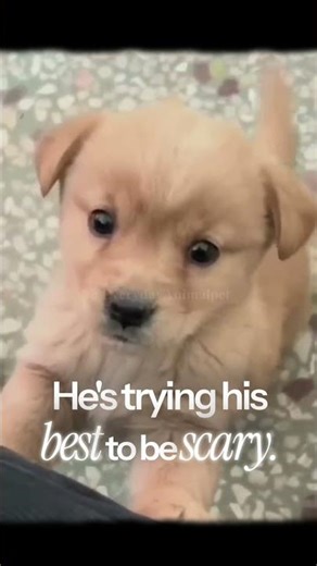 Tiny Wolf or Puppy You Decide! 🐺🐶