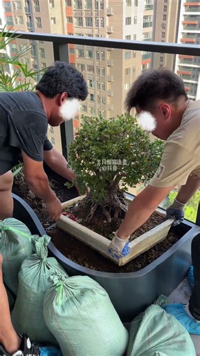 Enjoy a cozy garden at home #阳台花园 #绿植造景 #阳台种植 #阳台改造 #爱生活爱养花（热爱生活，热爱养花）