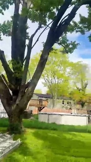 KD Tree Service Belmont | Risk spotted. Action taken. Problem solved. 💥🌳 Our crew safely removed this hazardous tree positioned near power lines and nearby... | Instagram