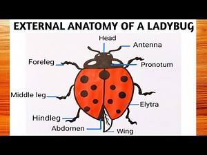 Anatomy of a Ladybug Drawing | Art of Kala