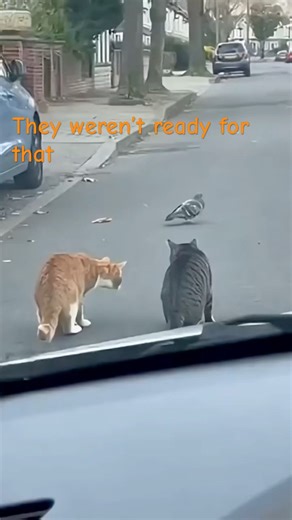 Funniest Cat & Pigeon Moment—Car Horn Surprise! 🤣#viral #funnycat #fyp