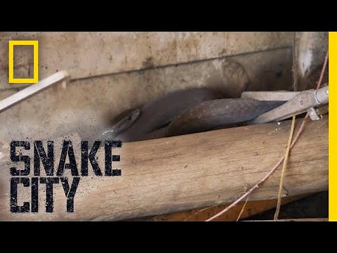 That's a Monster Mamba | Snake City