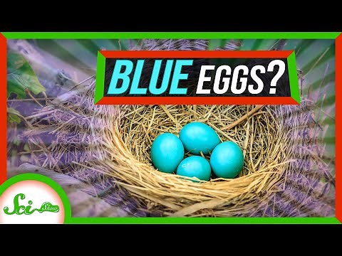 What’s Up With Those Bright Blue Eggs?