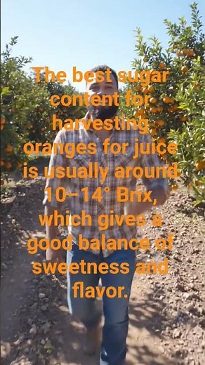 Citrus Orange Harvest 🍊 | Brix & Sugar Content Explained #Brixs #sugar #orangesquash