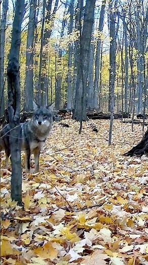 When a Coyote Looks You in the Eye…