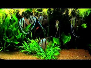Pterophyllum sp. "Rio Nanay" (Peru Altum)