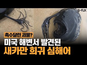 머리에 발광 촉수 달린 심해어, 캘리포니아 해변에서 발견