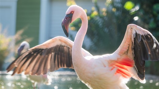 Could Florida finally make the flamingo the official state bird?
