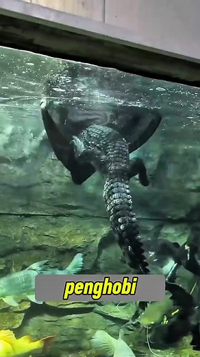 Experimen predator | May