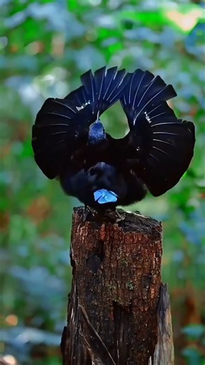 Bird Photography: Amazing Birds, Protect Them, Live in Harmony