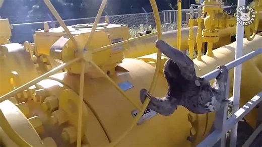 Silly Sloths Video Compilation