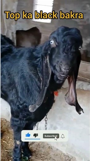 black bakra 75 kg #shorts #goat