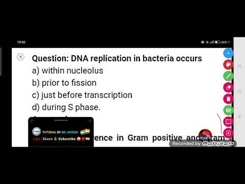 DNA replication in bacteria occurs :-