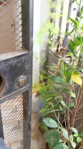 TikTok · Delala Addis